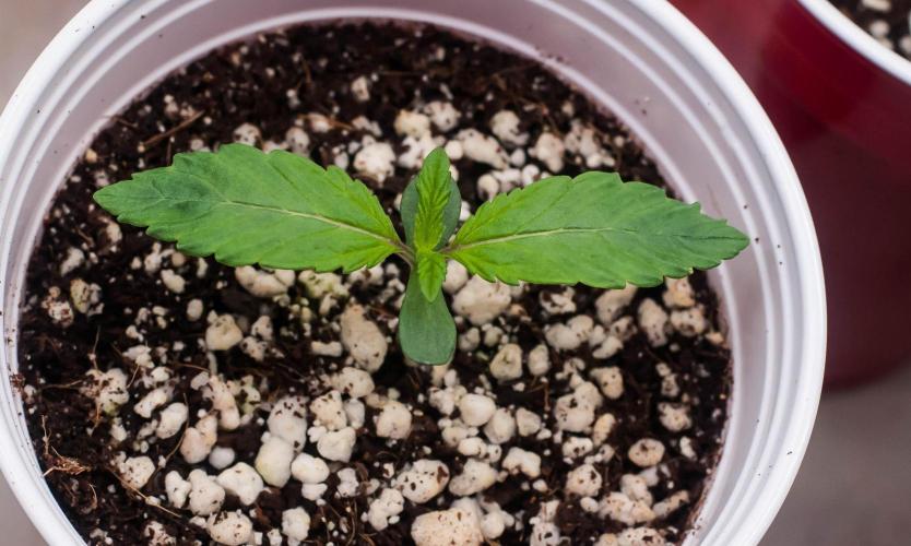 Papaya Frosting. Week 1