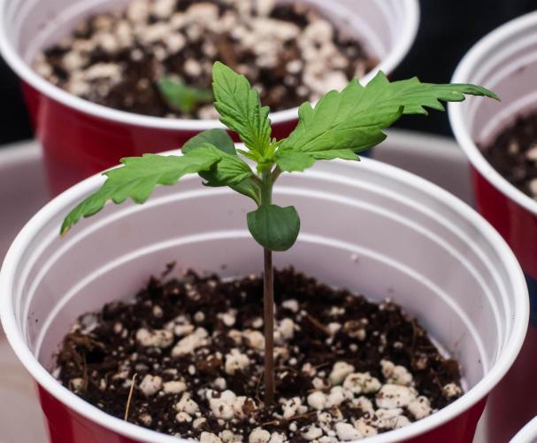 Red Hot Cookies. Week 1