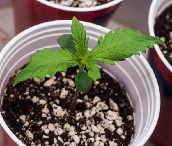 Red Hot Cookies. Week 1