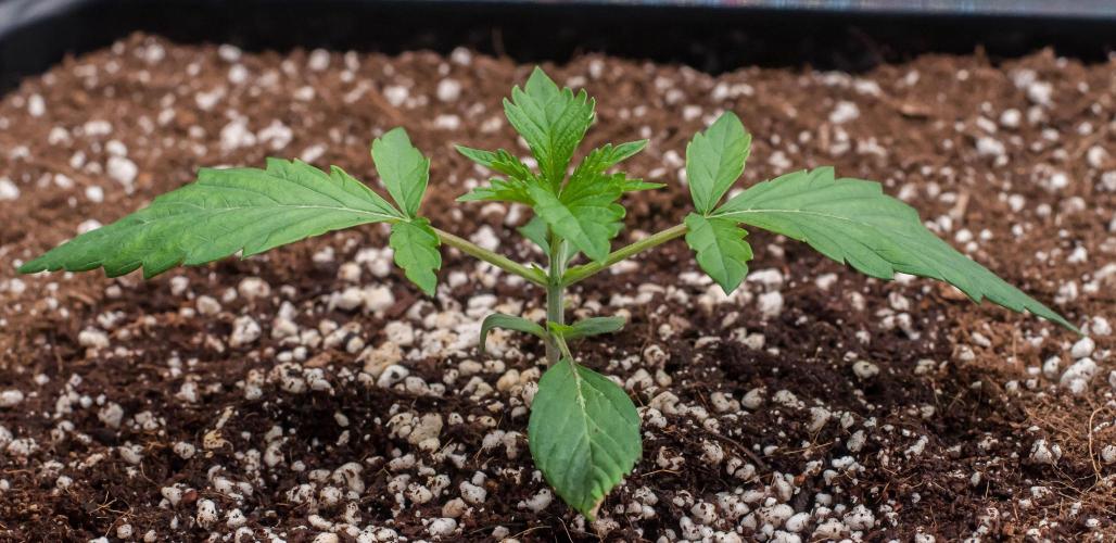 Black Cherry Gushers. Week 2 - day14