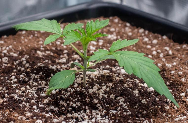 Black Cherry Gushers. Week 2