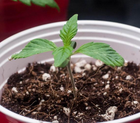 Black Cherry Gushers. Week 2 - day9