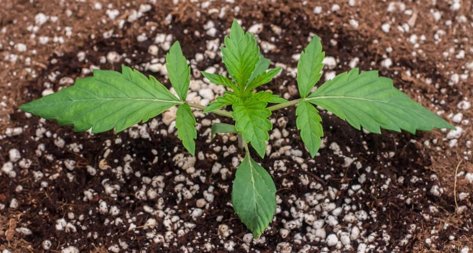 Black Cherry Gushers. Week 2 - day14