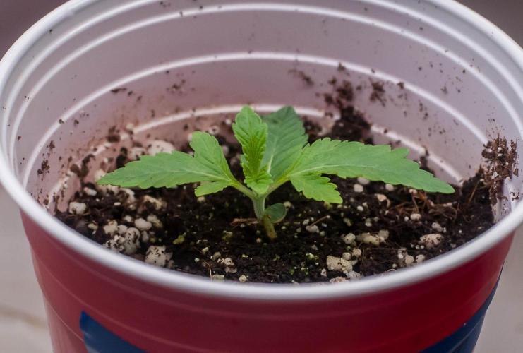 Jelly Breath S1. Week 2 - day9