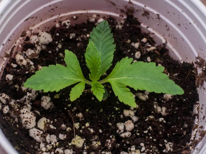 Jelly Breath S1. Week 2 - day9