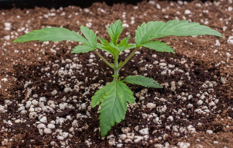 Jelly Breath S1. Week 2 - day14