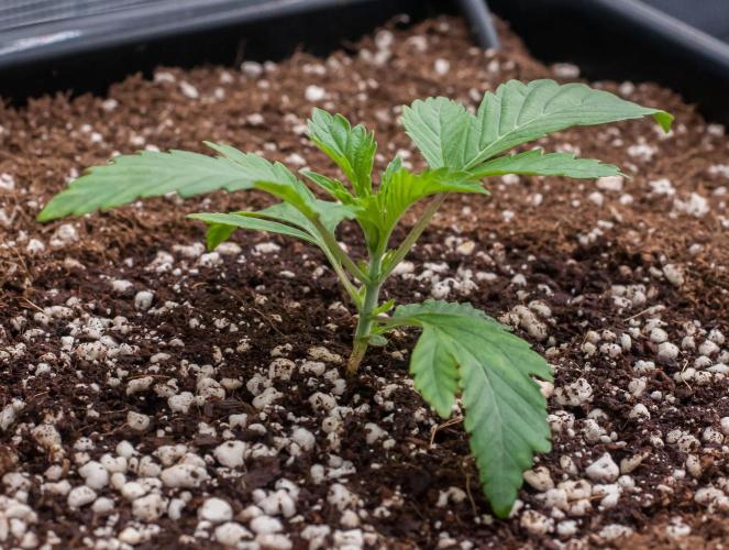 Jelly Breath S1. Week 2 - day14