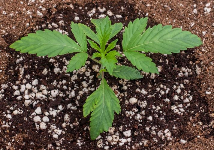 Jelly Breath S1. Week 2 - day14