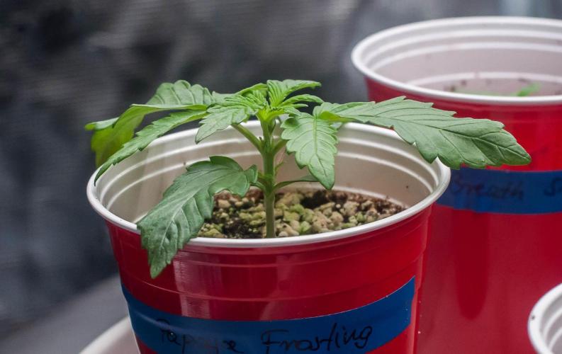 Papaya Frosting. Week 2 - day9