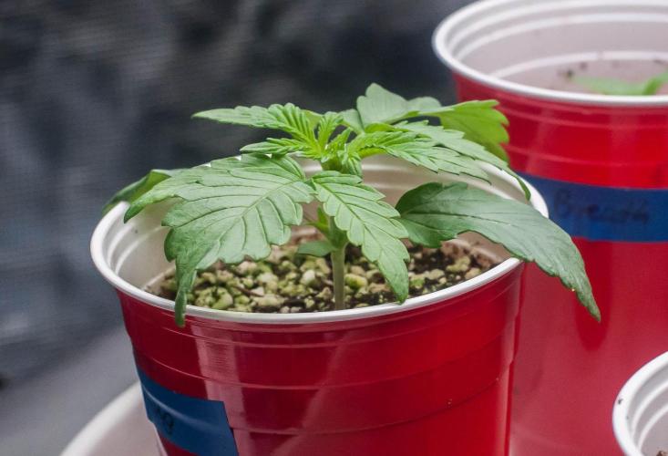 Papaya Frosting. Week 2 - day9