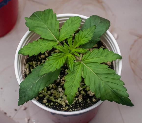 Papaya Frosting. Week 2 - day9