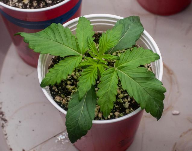 Papaya Frosting. Week 2 - day9