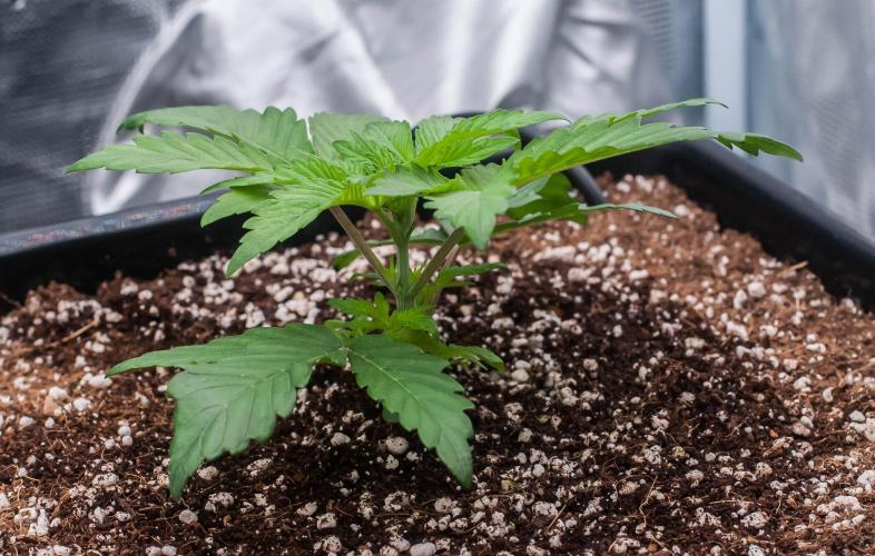 Papaya Frosting. Week 2 - day14