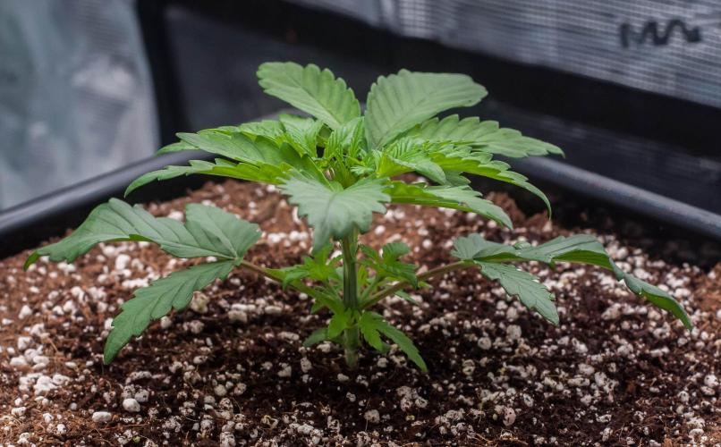 Papaya Frosting. Week 2 - day14