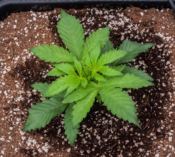 Papaya Frosting. Week 2 - day14