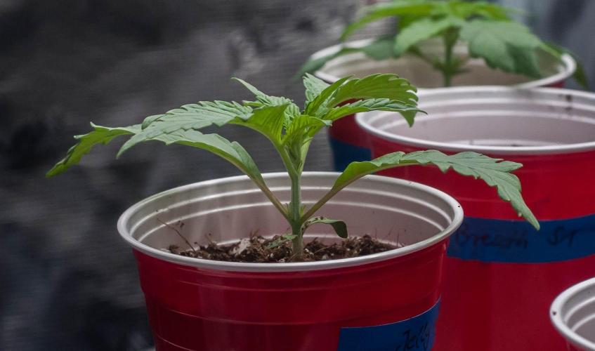 Jelly Donutz. Week 2 - day9