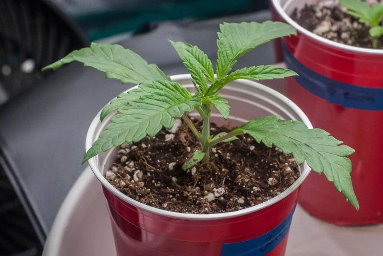 Jelly Donutz. Week 2 - day9