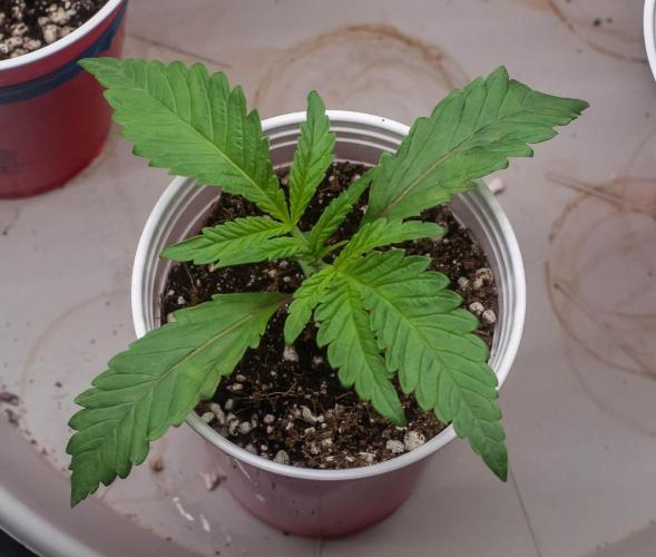 Jelly Donutz. Week 2 - day9