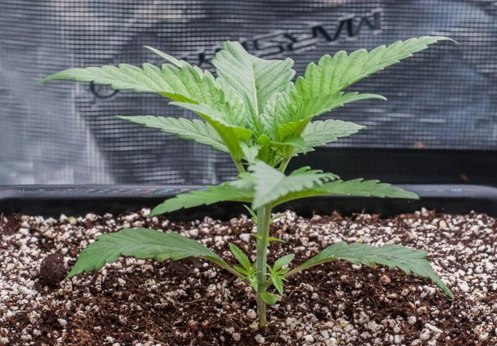 Jelly Donutz. Week 2 - day14