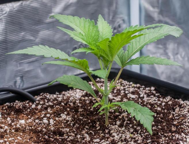 Jelly Donutz. Week 2 - day14