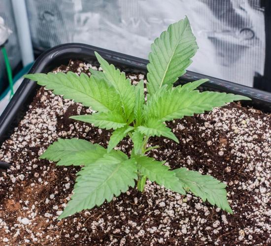 Jelly Donutz. Week 2 - day14