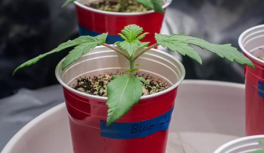 Blue Zushi. Week 2 - day9