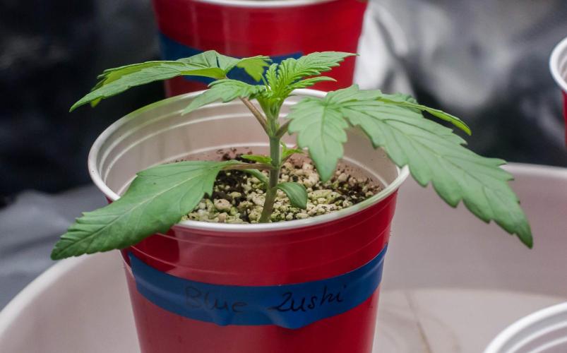 Blue Zushi. Week 2 - day9