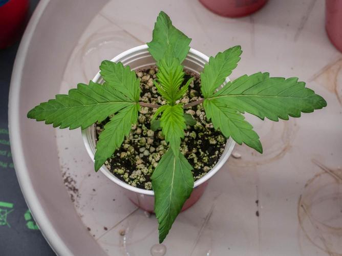 Blue Zushi. Week 2 - day9