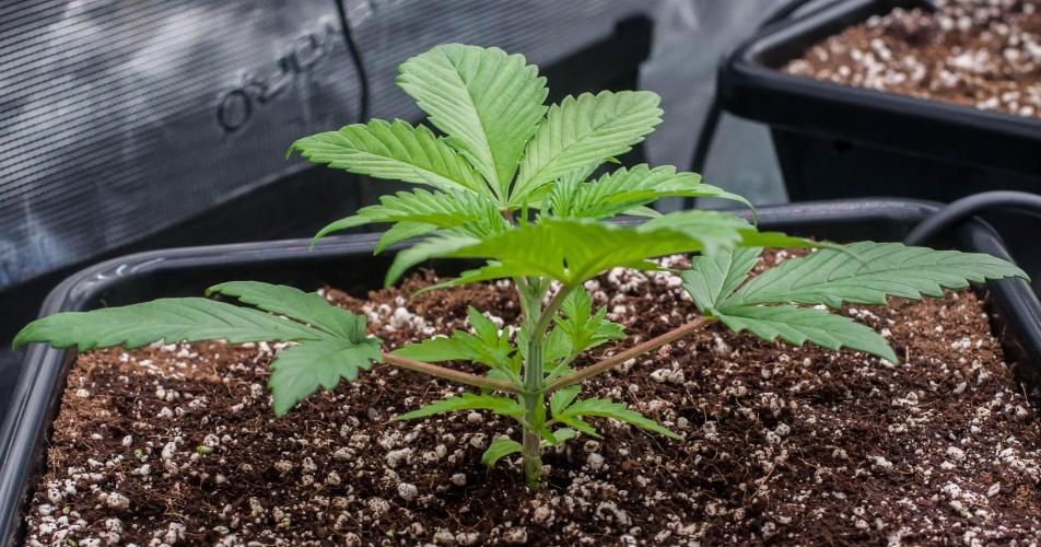 Blue Zushi. Week 2 - day14