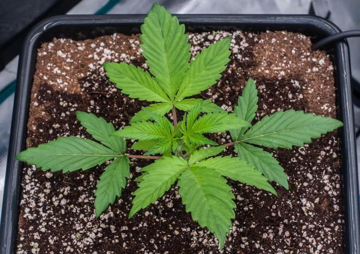 Blue Zushi. Week 2 - day14