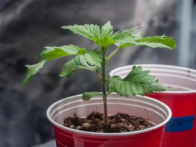 Red Hot Cookies. Week 2 - day9