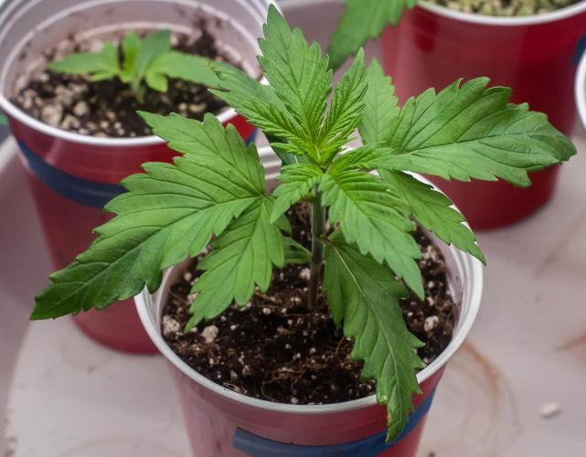 Red Hot Cookies. Week 2 - day9