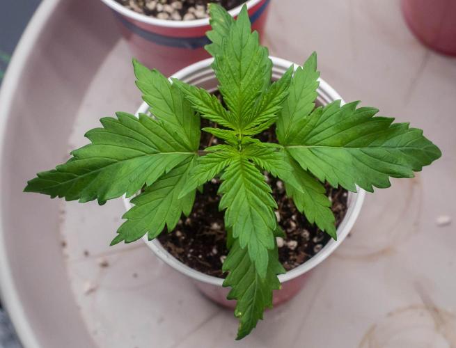 Red Hot Cookies. Week 2 - day9