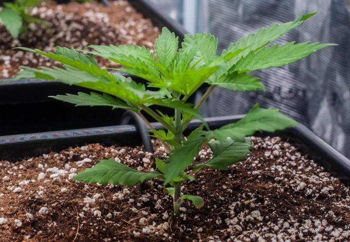 Red Hot Cookies. Week 2 - day14