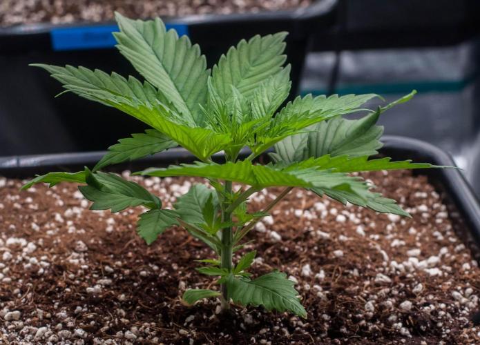 Red Hot Cookies. Week 2 - day14