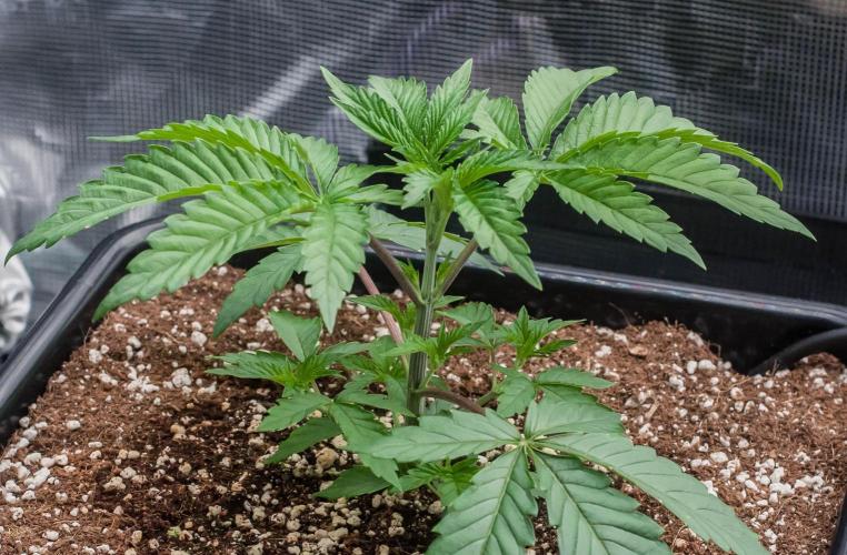 Black Cherry Gushers. Week 3 - day19