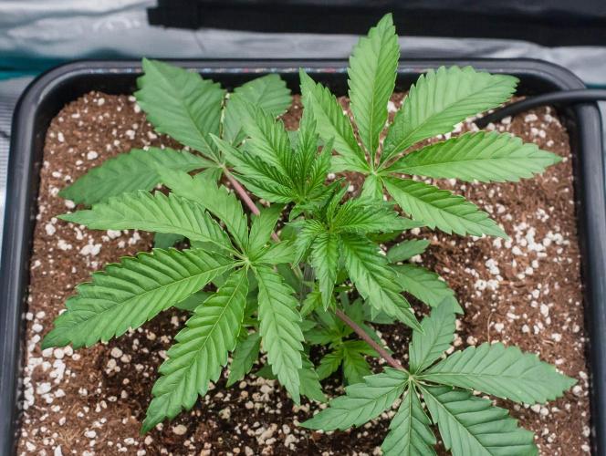 Black Cherry Gushers. Week 3 - day19