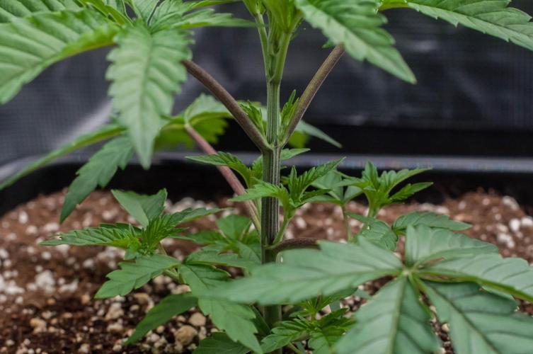 Black Cherry Gushers. Week 3 - day19