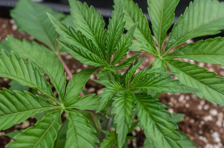 Black Cherry Gushers. Week 3 - day19