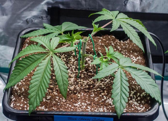 Black Cherry Gushers. Week 3 - day21