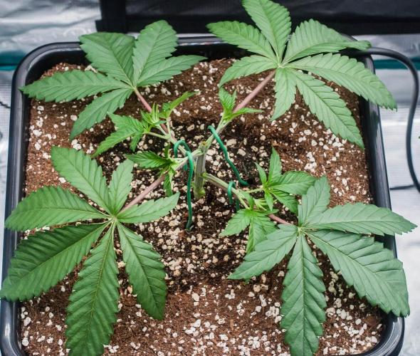 Black Cherry Gushers. Week 3 - day21