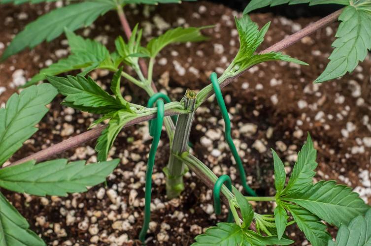 Black Cherry Gushers. Week 3 - day21