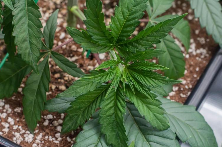 Black Cherry Gushers. Week 3 - day23