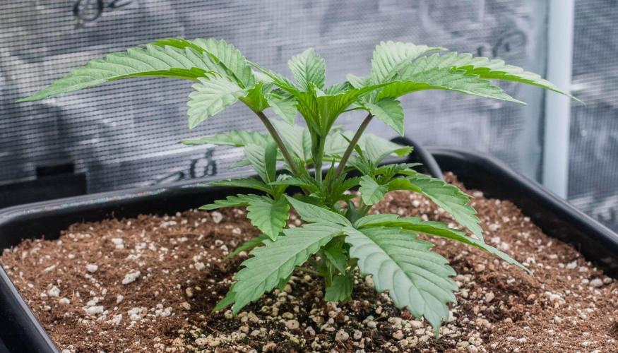 Jelly Breath S1. Week 3 - day19