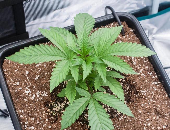 Jelly Breath S1. Week 3 - day19