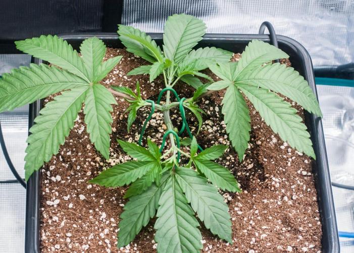 Jelly Breath S1. Week 3 - day21