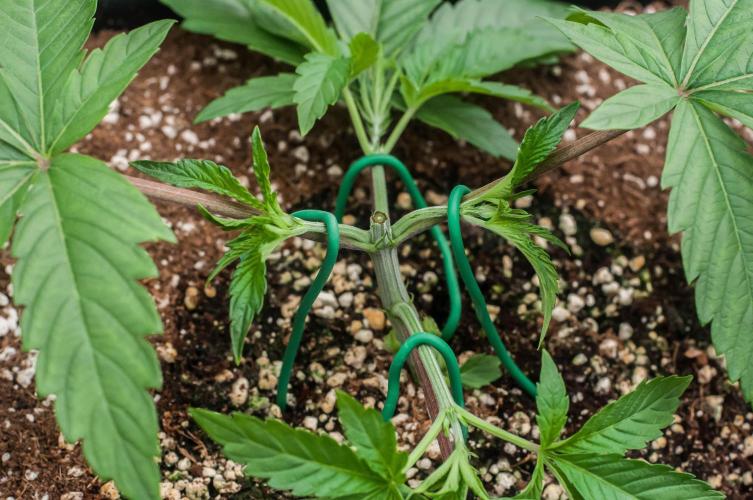 Jelly Breath S1. Week 3 - day21