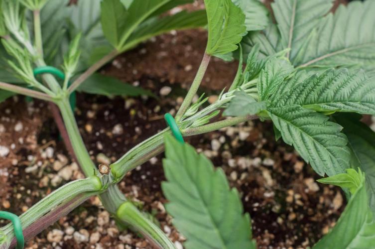 Jelly Breath S1. Week 3 - day23