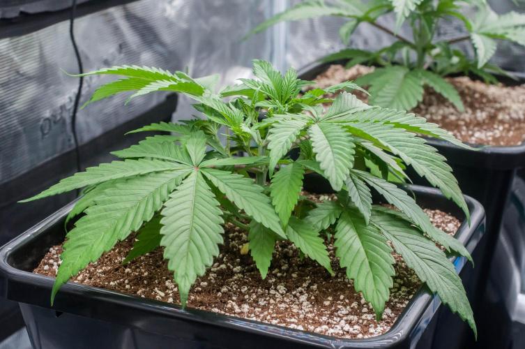 Blue Zushi. Week 3 - day19