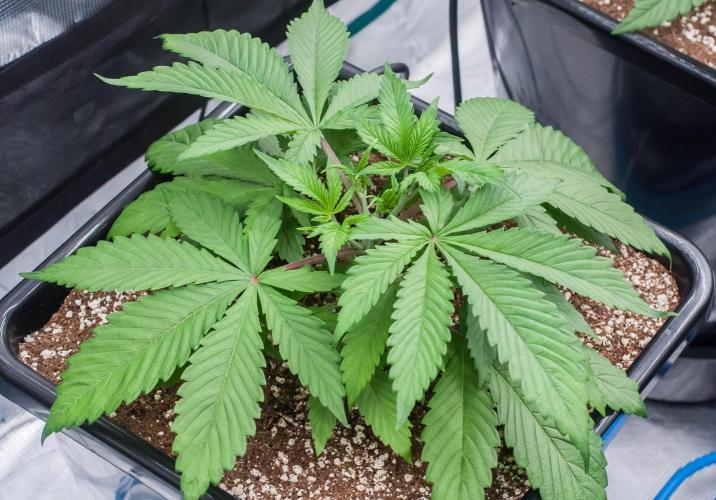 Blue Zushi. Week 3 - day19